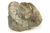 Cretaceous Fossil Ammonite (Hoploscaphities) - South Dakota #242534-2